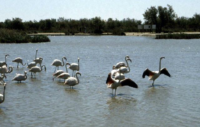 Flamingo in der Carmarque